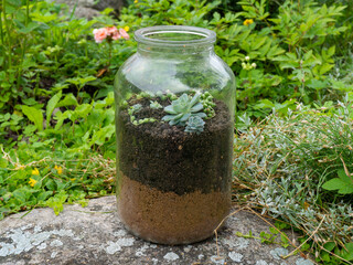Succulents in a jar. Jar terrarium ideas. Ecosystem on the windowsill