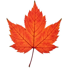 Obraz premium Isolated Autumnal Maple Leaf in Vibrant Red and Orange on Transparent Background