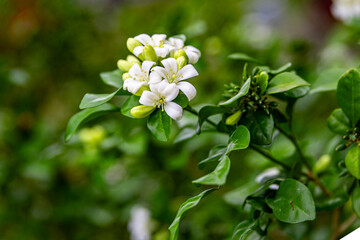 Beautiful white flowers (Murraya paniculata) or Adaman Satinwood, commonly known as Orange Jasmine, Thanaka flower in Burmese. This image was taken with a high-resolution camera in Myanmar.