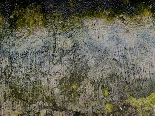 Mossy concrete wall texture with green fungi. Closeup of a weathered cement surface covered with vibrant green moss.