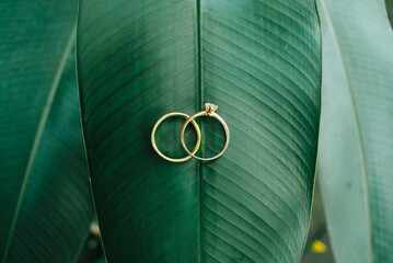 An intimate captured moment showcasing elegant gold wedding rings on a rich, textured green leaf,...