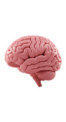 Isolated 3D Render of a Pink Human Brain in Side View on Transparent Background