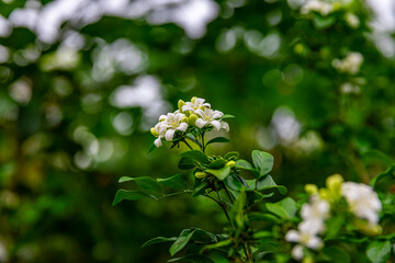 Beautiful white flowers (Murraya paniculata) or Adaman Satinwood, commonly known as Orange Jasmine,...