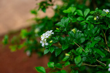 Beautiful white flowers (Murraya paniculata) or Adaman Satinwood, commonly known as Orange Jasmine,...
