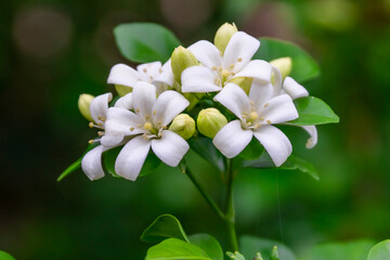Beautiful white flowers (Murraya paniculata) or Adaman Satinwood, commonly known as Orange Jasmine,...