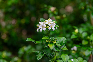 Beautiful white flowers (Murraya paniculata) or Adaman Satinwood, commonly known as Orange Jasmine,...