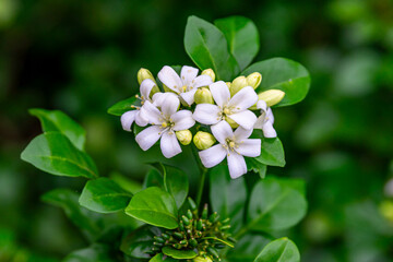 Beautiful white flowers (Murraya paniculata) or Adaman Satinwood, commonly known as Orange Jasmine,...