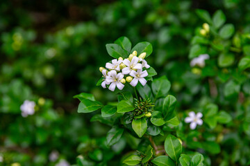 Beautiful white flowers (Murraya paniculata) or Adaman Satinwood, commonly known as Orange Jasmine,...
