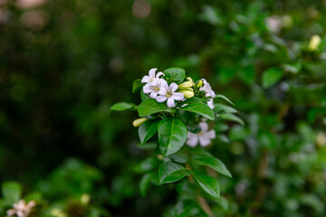 Beautiful white flowers (Murraya paniculata) or Adaman Satinwood, commonly known as Orange Jasmine,...