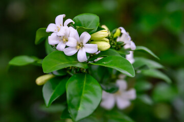 Beautiful white flowers (Murraya paniculata) or Adaman Satinwood, commonly known as Orange Jasmine,...