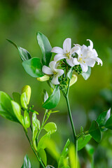Beautiful white flowers (Murraya paniculata) or Adaman Satinwood, commonly known as Orange Jasmine,...