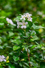 Beautiful white flowers (Murraya paniculata) or Adaman Satinwood, commonly known as Orange Jasmine,...