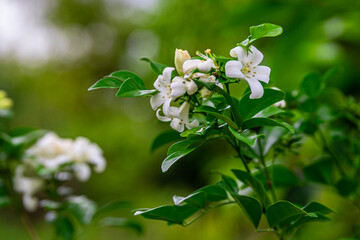 Beautiful white flowers (Murraya paniculata) or Adaman Satinwood, commonly known as Orange Jasmine,...