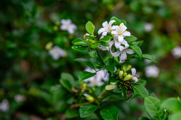 Beautiful white flowers (Murraya paniculata) or Adaman Satinwood, commonly known as Orange Jasmine,...