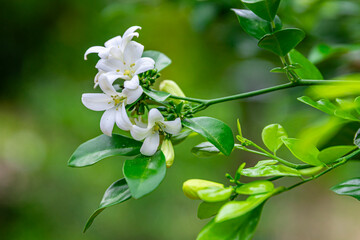 Beautiful white flowers (Murraya paniculata) or Adaman Satinwood, commonly known as Orange Jasmine,...