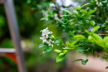 Beautiful white flowers (Murraya paniculata) or Adaman Satinwood, commonly known as Orange Jasmine,...
