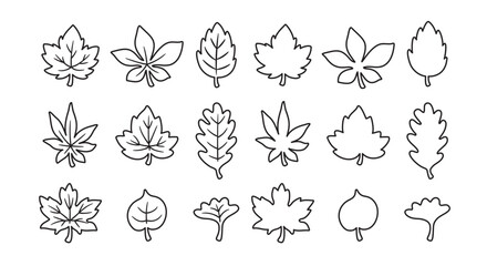 Set of single maple leaves with veins in black and white outline drawing vector illustration.