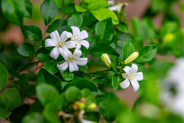 Beautiful white flowers (Murraya paniculata) or Adaman Satinwood, commonly known as Orange Jasmine, Thanaka flower in Burmese. This image was taken with a high-resolution camera in Myanmar.
