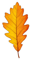 Isolated Autumn Leaf On Black Background A Detailed Photo