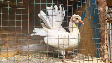 A beautiful white fantail pigeon with its tail feathers spread, standing inside a wire cage.