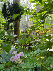 flowers in the garden