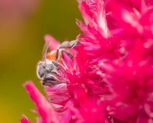 Insect macro photography taken is on the flowers
