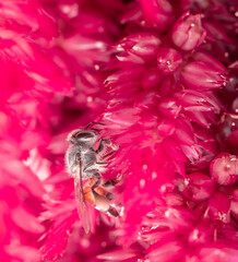 Insect macro photography taken is on the flowers