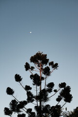silhouette of tree