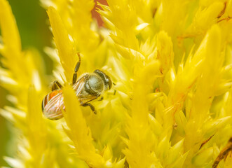 Insect macro photography taken is on the flowers