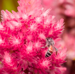 Insect macro photography