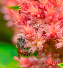 Insect macro photography taken is on the flowers
