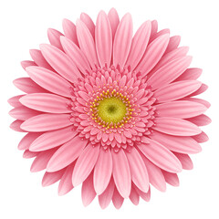 Isolated Pink Gerbera Flower On Transparent Background Realistic Digital Illustration