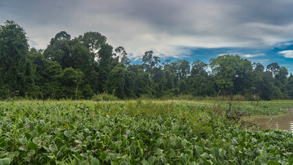 Thickets of water hyacinth on the banks of a tropical river. Lush green leaves, purple...