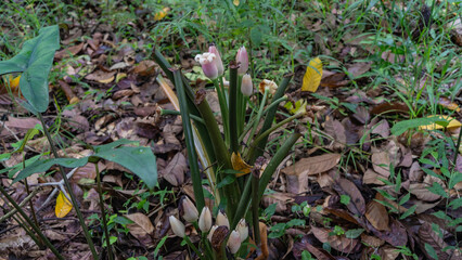 An exotic plant of the rainforest. A flower with delicate pink buds with swirling petals. Dense...