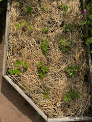 spring onions in the garden