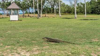 Obraz premium A wild monitor lizard runs across the grass of a green lawn. Side view. Long tail, paws, head, mottled skin. Palm trees, the ocean in the distance. Malaysia. Borneo. Kota Kinabalu.