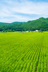 田園風景　夏