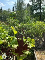 green forest with yellow leaves