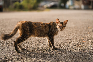 A starving skinny ill stray cat
