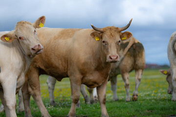 Cow grazing in a green pasture. Cow in the meadow. Livestock grazing in the green field. Farm life with cattle and calves. Cow in a rural landscape. Ranch with grazing bovine. Dairy cow on farm.