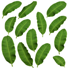 Obraz premium Isolated Realistic Tropical Green Leaves Pattern on Transparent Background
