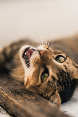 an adorable charming tabby cat