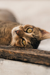 an adorable charming tabby cat