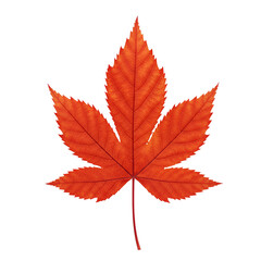 Isolated Red Maple Leaf Illustration On Black Background