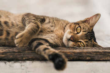 an adorable charming tabby cat