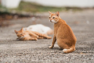 the enormous curiosity expression of a cat
