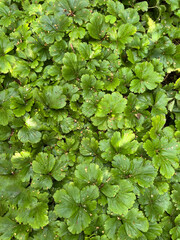 green leaves background