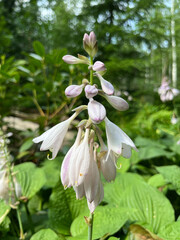 lily of the valley