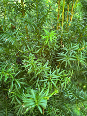 close up of green pine needles