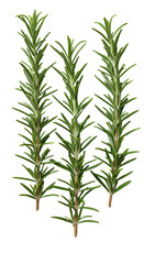 Fototapeta premium Isolated Realistic Image of Three Rosemary Sprigs with Transparent Background